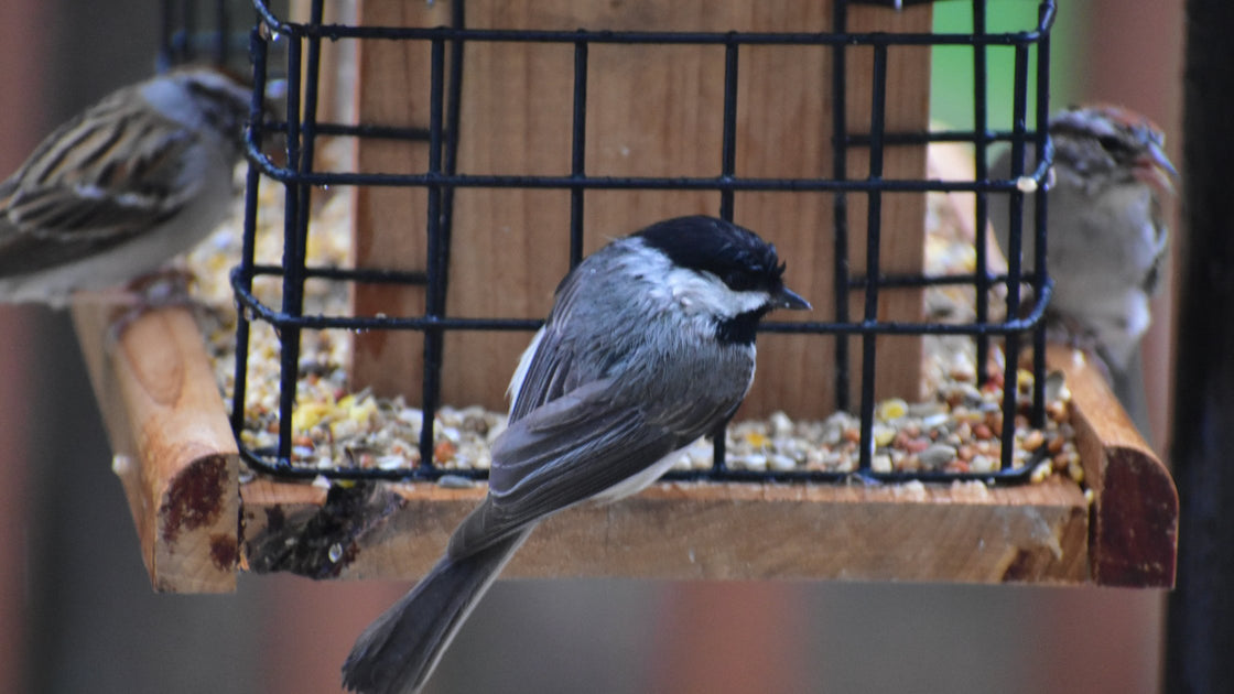 Birds Backyard Birder Home & Garden Gift Store