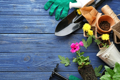 Backyard Refresh in September: Wildlife-Friendly Ideas for Canadian Homes