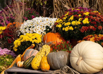 5 Ways to Prepare Your Backyard for Fall: From Birds to Cozy Décor