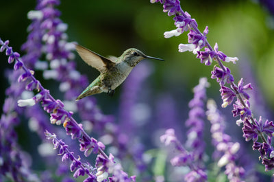 How to Prepare Your Backyard for Spring Birdwatching