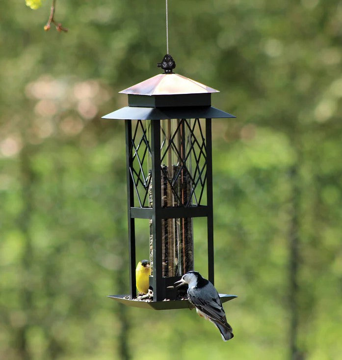Wild birds visiting a hanging bird feeder