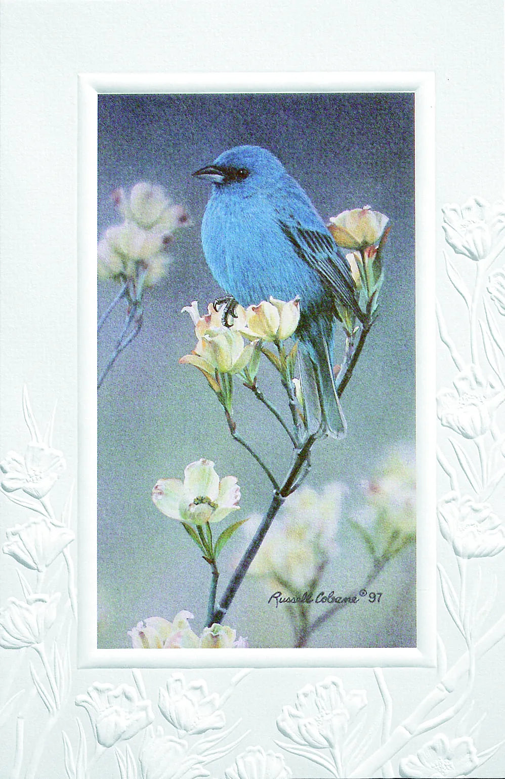 SYMPATHY - Indigo Bunting