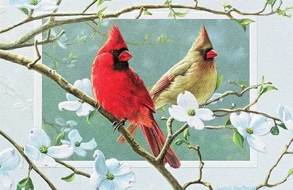 BIRTHDAY - Cardinals in Dogwood
