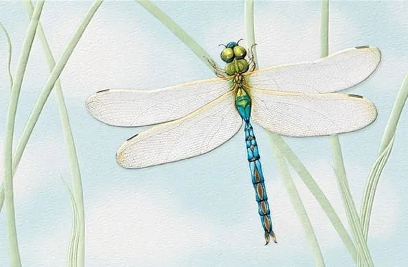 BIRTHDAY - Green Darner