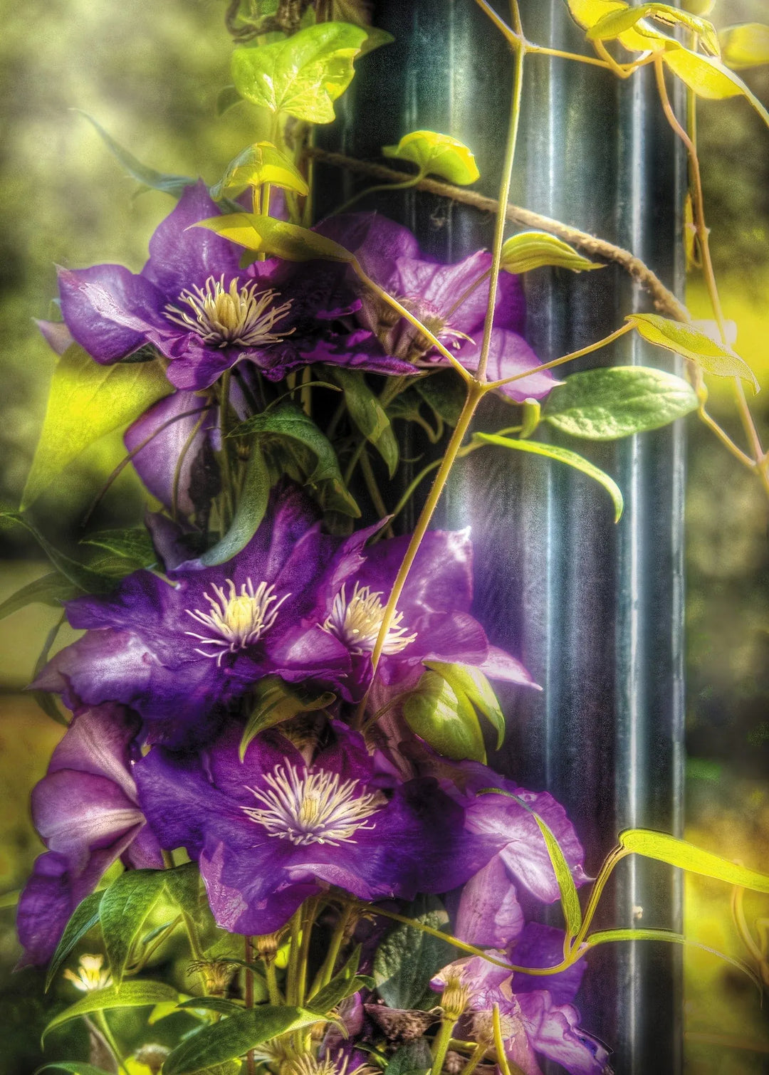 SYMPATHY - Clamatis