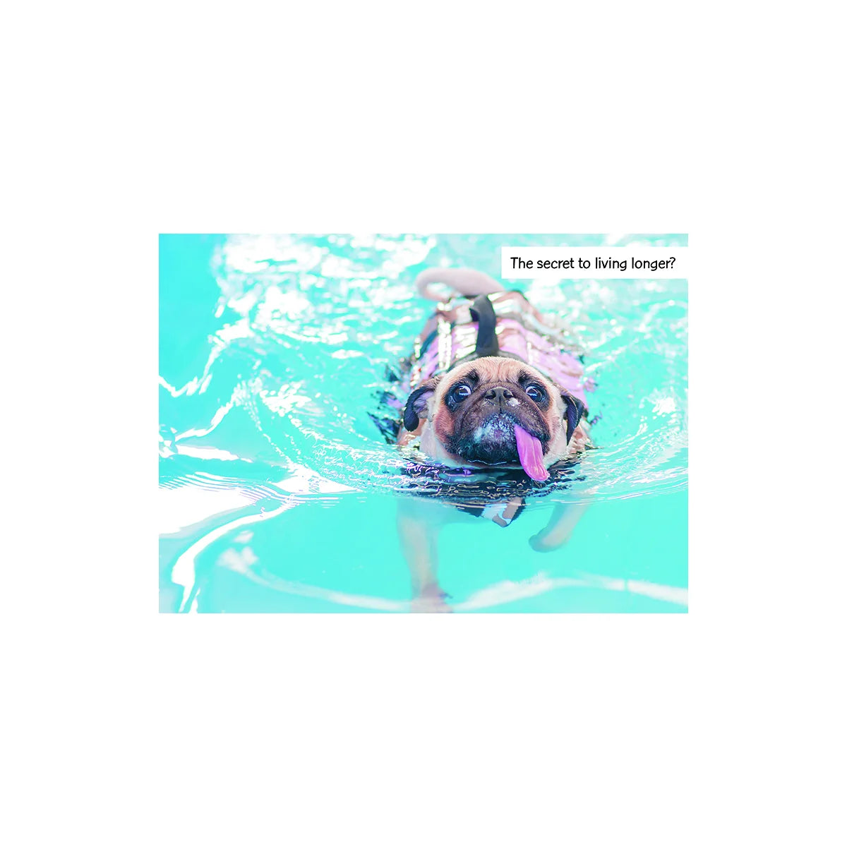 BIRTHDAY The Secret Backyard Birder Home & Garden Gift Store