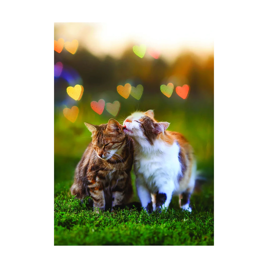 ENGAGEMENT - 2 Cats in Love