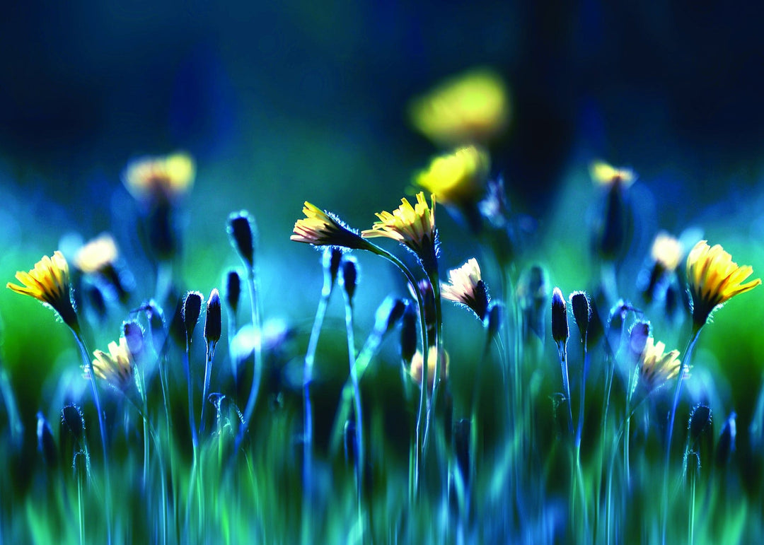 SYMPATHY - Dandelion in Field