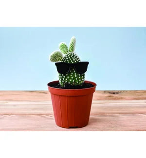 BIRTHDAY - Cactus with Sunglasses