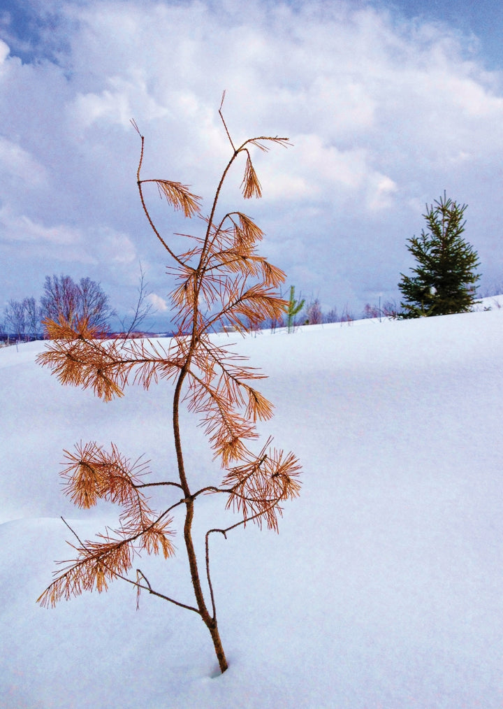 Sudbury Food Bank Christmas Card (Bilingual)