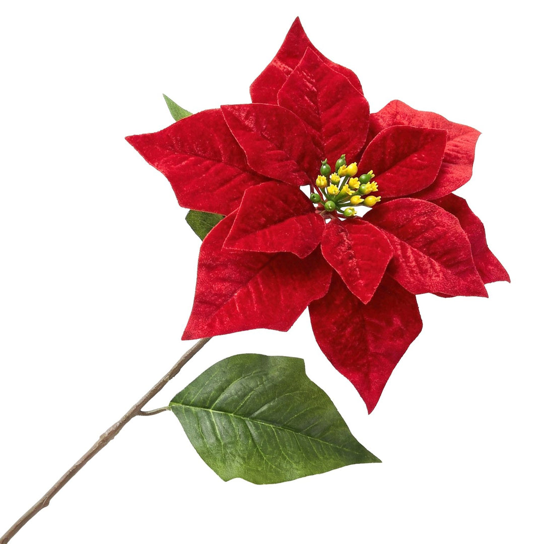 POINSETTIA STEM VELVET