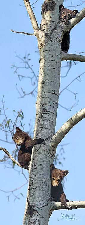 Blank Card - Black Bear Cubs