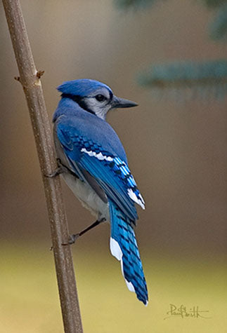 Blank Card - Blue Jay