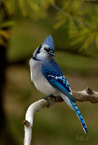 Blank Card - Blue Jay