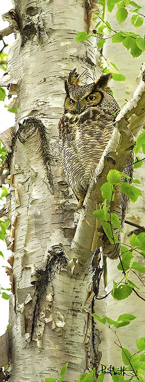 Blank Card - Great Horned Owl