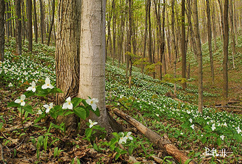 Blank Card - Trilliums