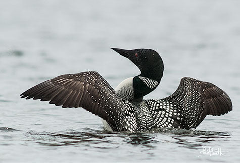 Blank Card - Loon