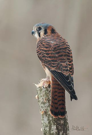 Blank Card - Kestrel