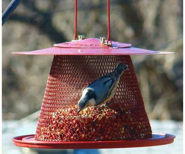 Red Cardinal NO/NO feeder