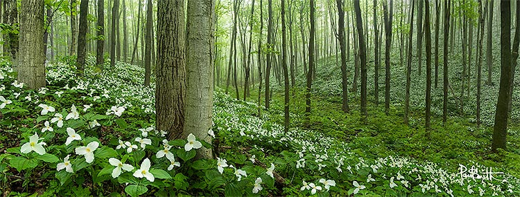 Blank Card - Trilliums