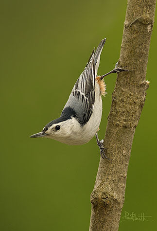 Blank Card - White Breasted Nuthatch
