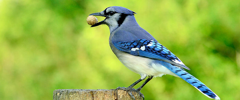 Blue Jay Mix
