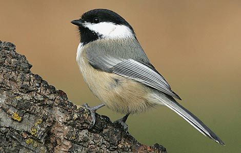 Chickadee Mix