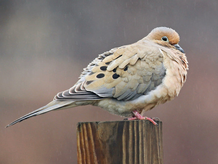 Sparrow Mix