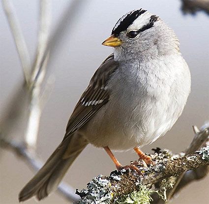 Sparrow Mix